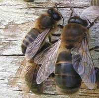 Biene und Drohn