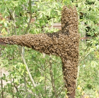 Bieneschwarm